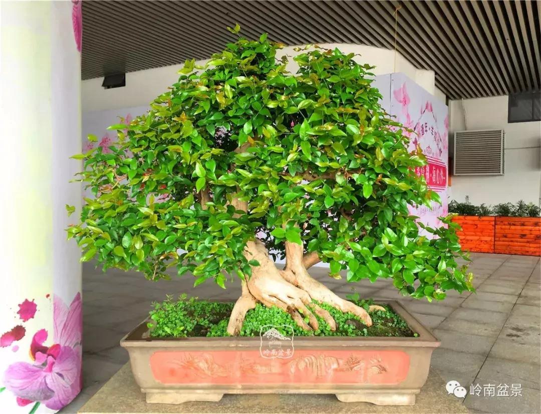 造型极美的盆景一起来欣赏,一组风吹出来的盆景欣赏动感十足