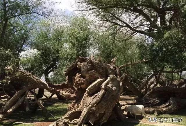 *疆新**克州，向全世界发出邀请！即将涌来大批人马