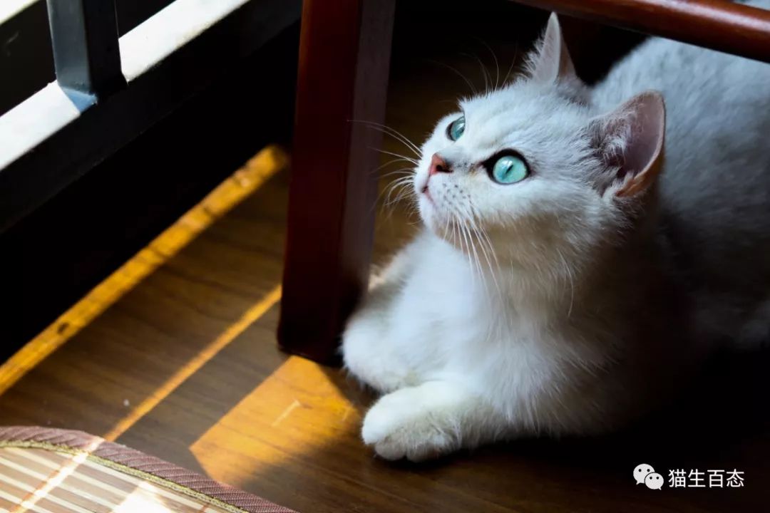 猫癣有那么可怕吗,最可怕的猫癣