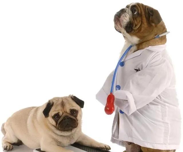 狗狗夏季皮肤病用什么药,狗狗得皮肤癌怎么治