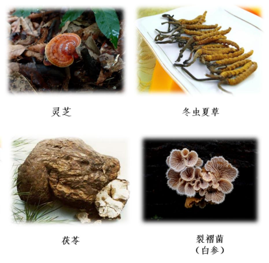 踏青摘野菜去处,野蘑菇旅游攻略