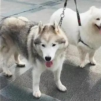 b站高分历史纪录片,2分钟一集的b站纪录片