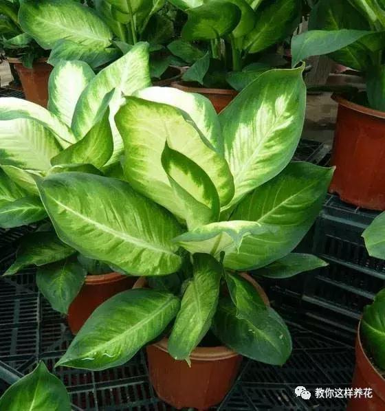 和绿萝长得很像耐阴的植物,像绿萝一样耐阴好养的植物有什么