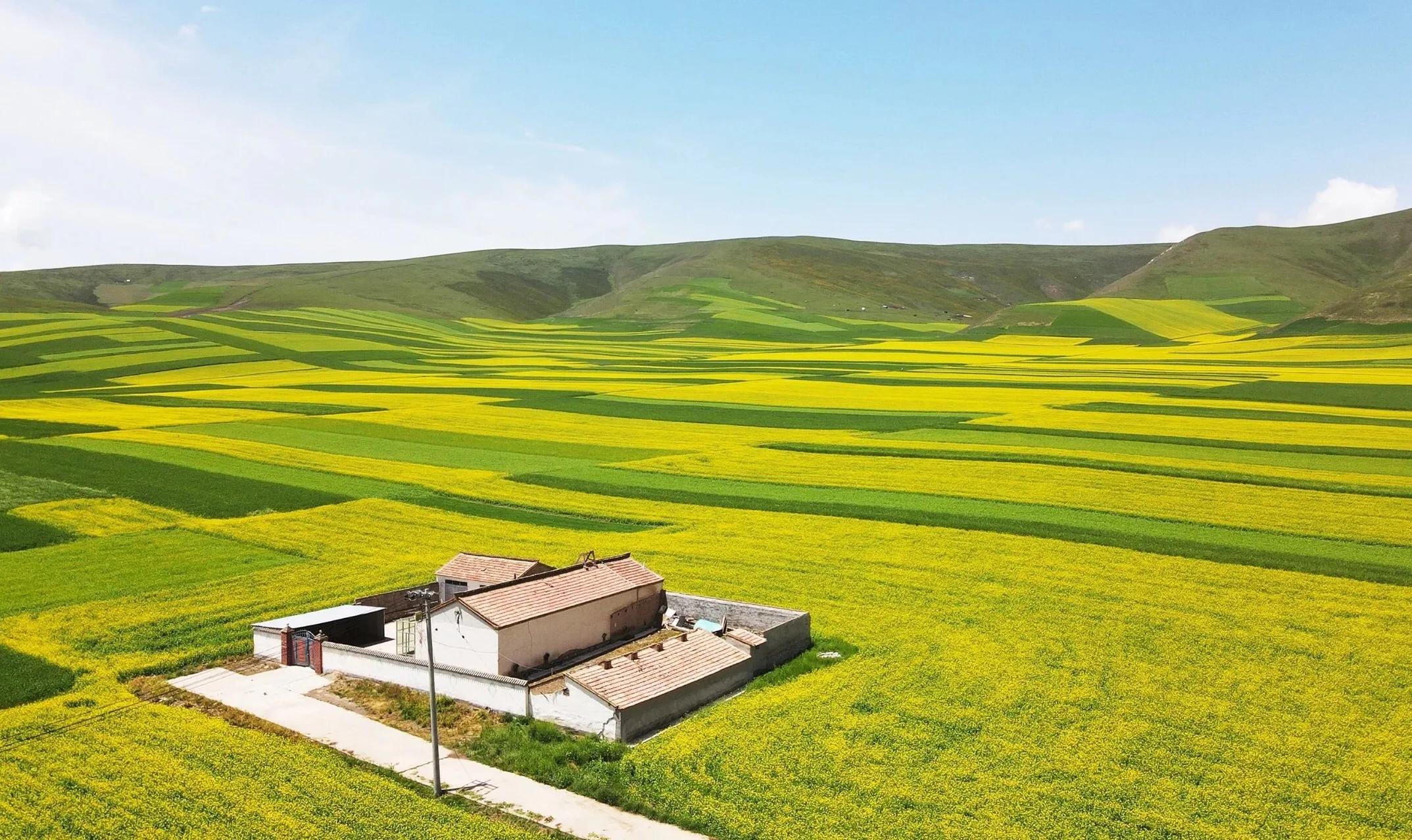 赏油菜花攻略,寻找最美油菜花可去这十大景点