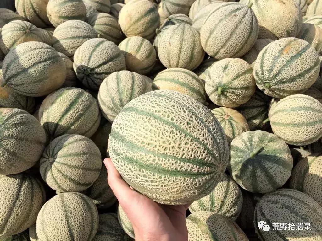 四川适合种植哈密瓜甜瓜品种,甜瓜种植技术新疆哈密瓜