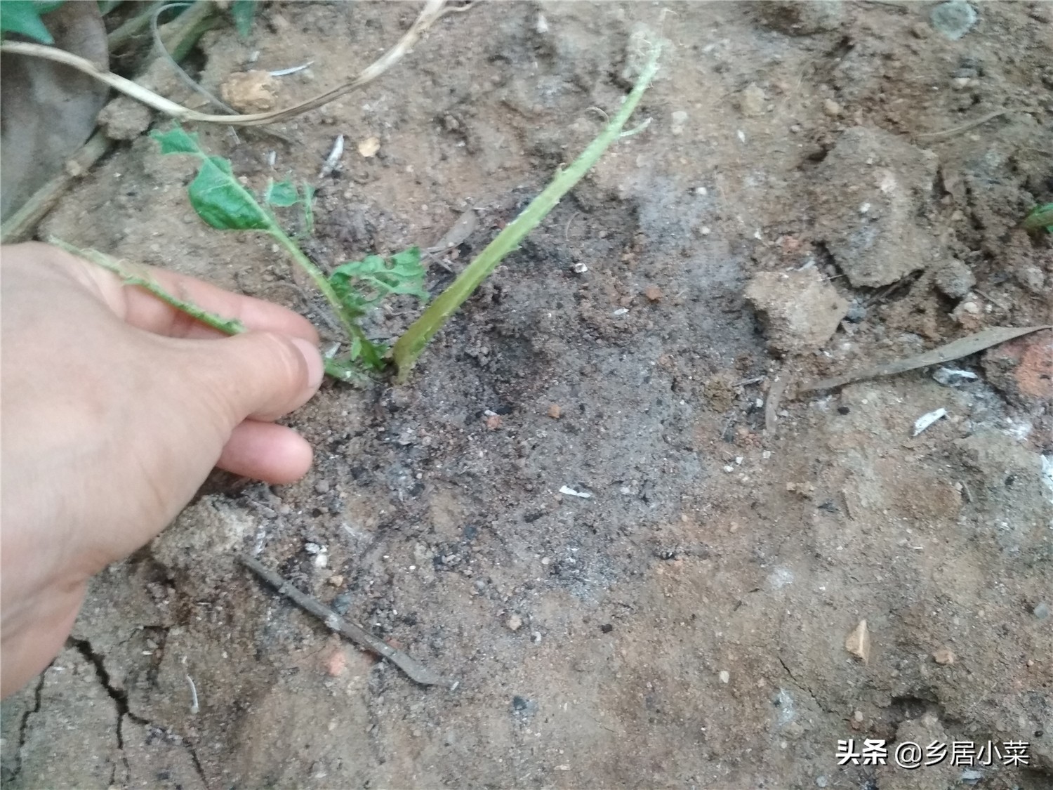 生石灰能杀灭蜗牛吗,种菜遇蜗牛吃如何防治