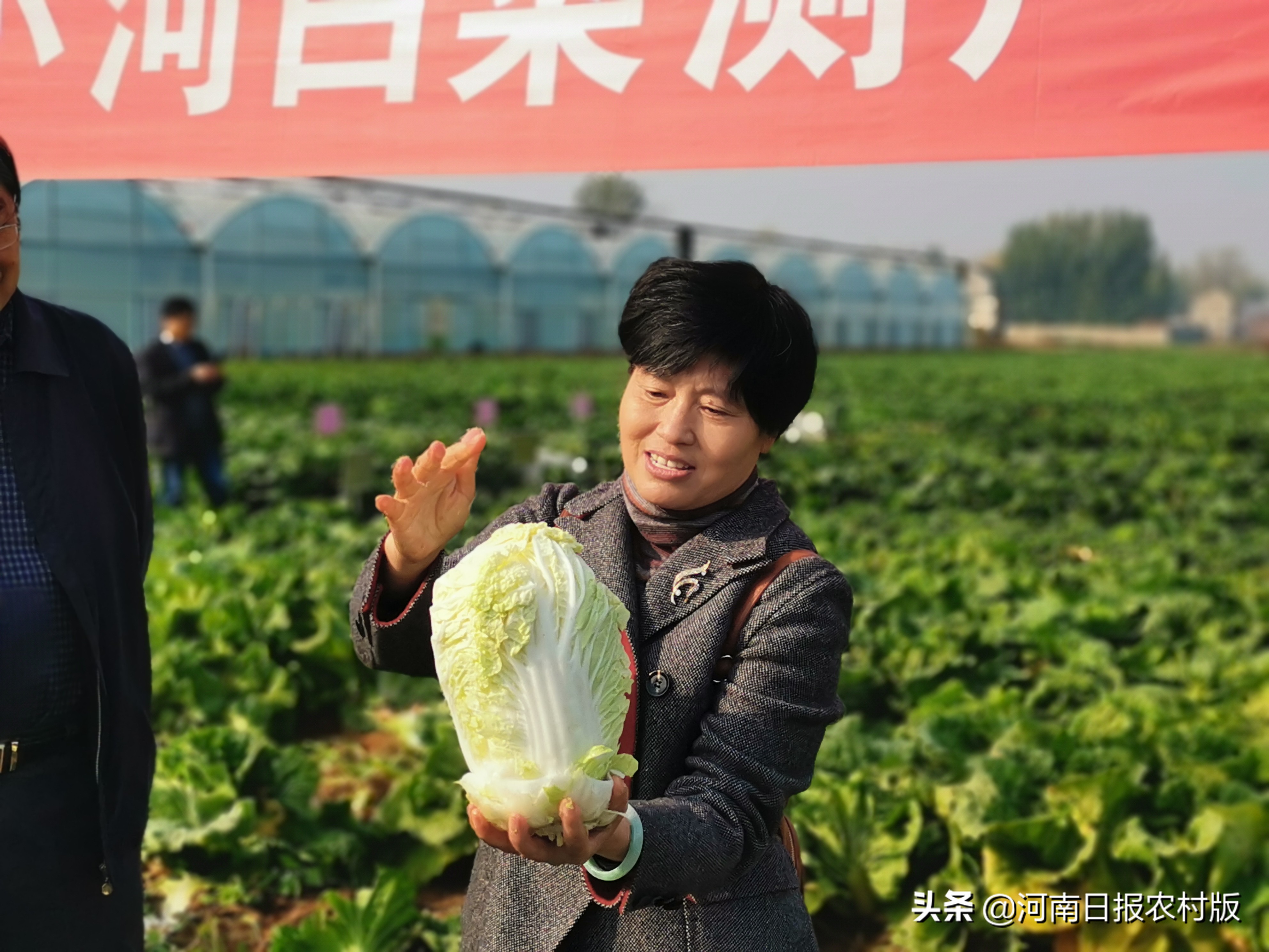 一颗白菜如何迸发巨大能量？品质品牌叠加，科研科技支撑！“小河白菜”迎来发展大空间