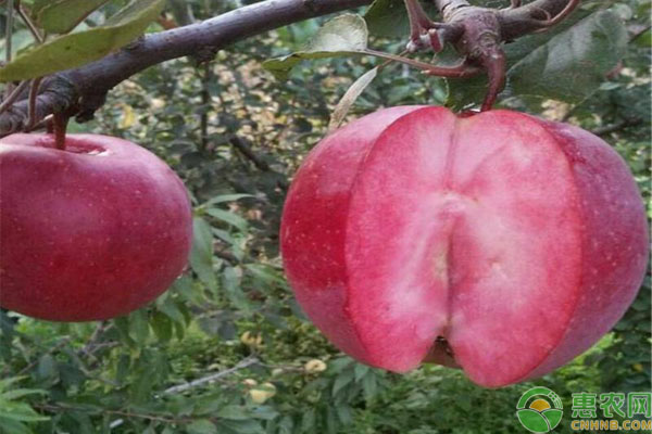 冷门苹果有哪些品种,现在常吃的苹果品种
