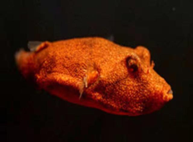 希望各位养鱼新手们，给我们饲养的观赏鱼一条生路吧，别再折腾了