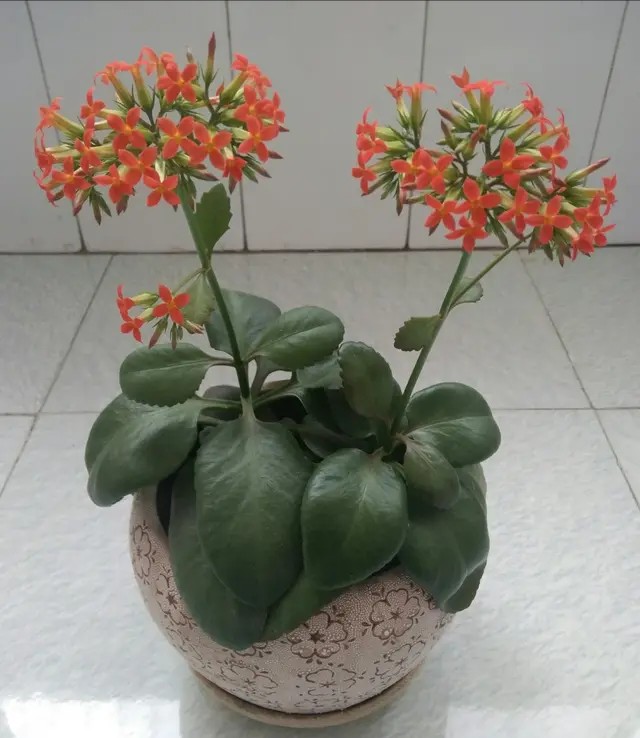 单瓣长寿花品种大全图,长寿花单瓣最好看的品种