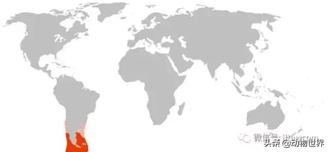 企鹅没有毛还能生活在北极,企鹅没有冰能生活吗