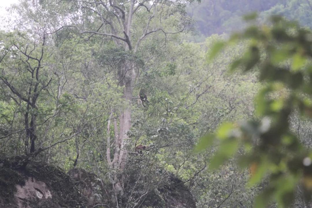 它被称为“黄连山精灵”，家族庞大、洗澡必有雨……让我们一起走进它的世界
