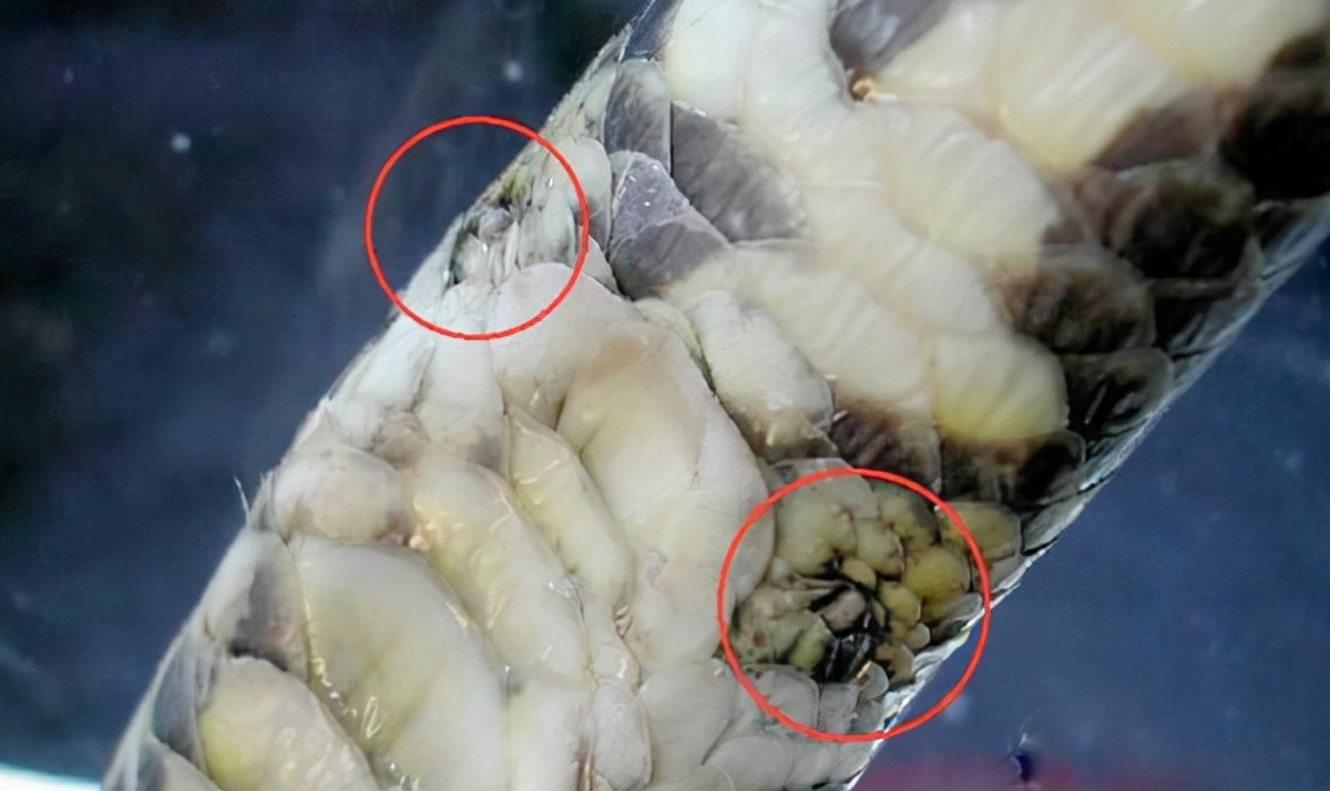 蛇真的是靠鳞片来爬行的吗,蛇的进化算成功还是失败