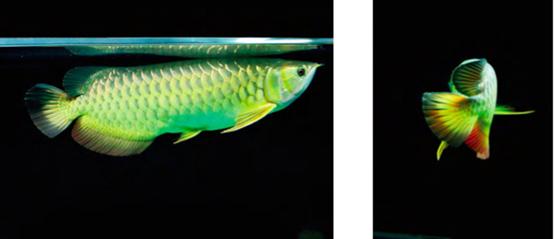 龙鱼活化石价格,最值得饲养的龙鱼