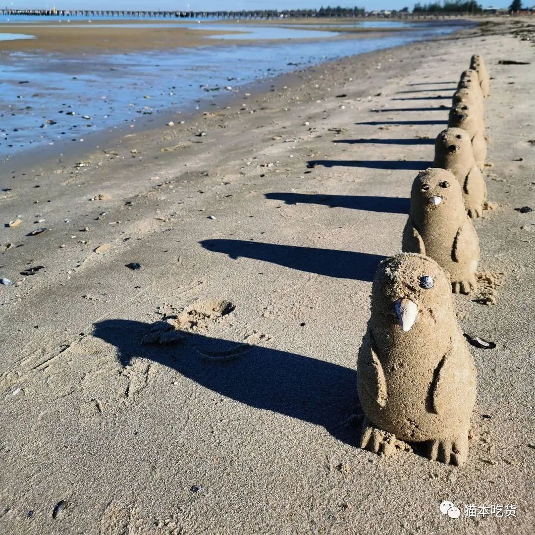 墨尔本两只相互依偎的企鹅,墨尔本小企鹅