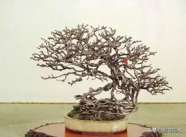 日本长寿梅欣赏,日本长寿梅盆景枝条养护
