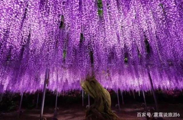 精品紫藤品种,名藤花卉紫藤