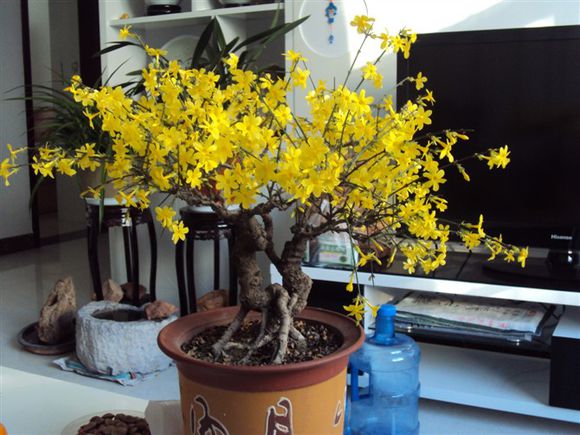 春天的腊梅如何养护,春天的花怎么养殖