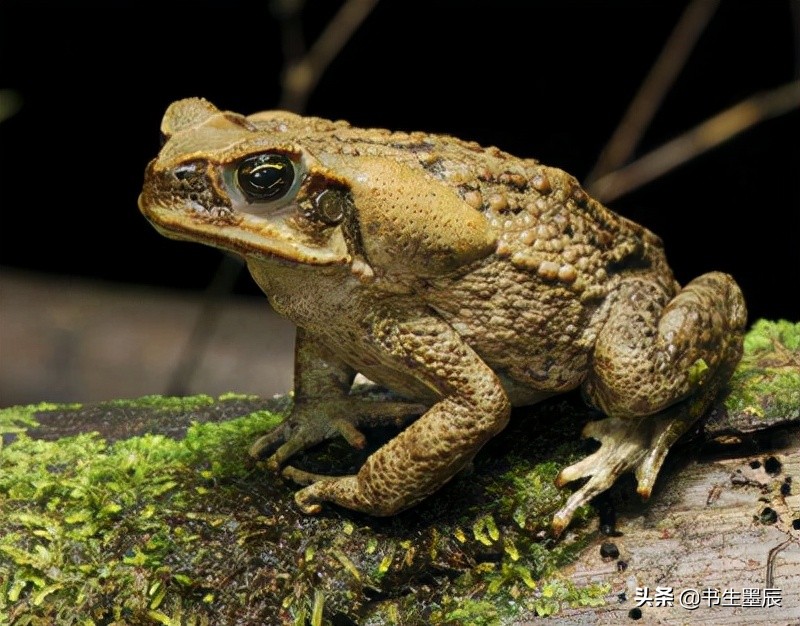 捕捉麻雀、壁虎、刺猬要承担刑事责任？这些法律盲区一定要知道