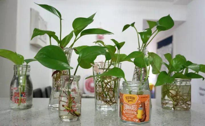 绿萝黄叶什么原因用什么办法解决,绿萝黄叶的原因及解决方法