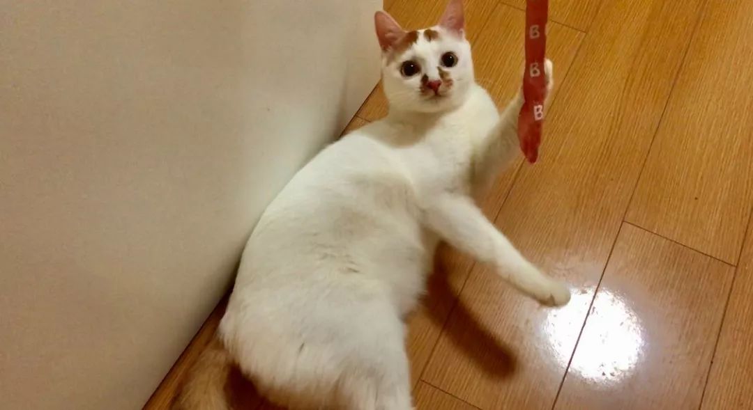 养猫的房间可以用酒精消毒吗,疫情养狗狗家里怎么消毒