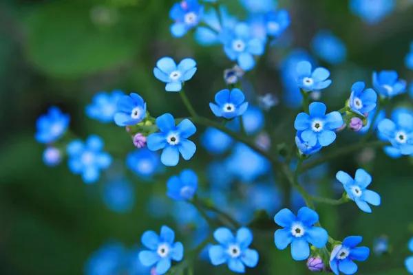 蓝紫色花系植物,蓝紫色系花境植物