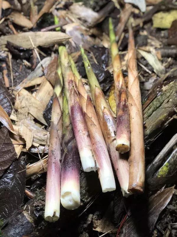 奉化水蜜桃和芋艿头,奉化芋艿头与芋艿子