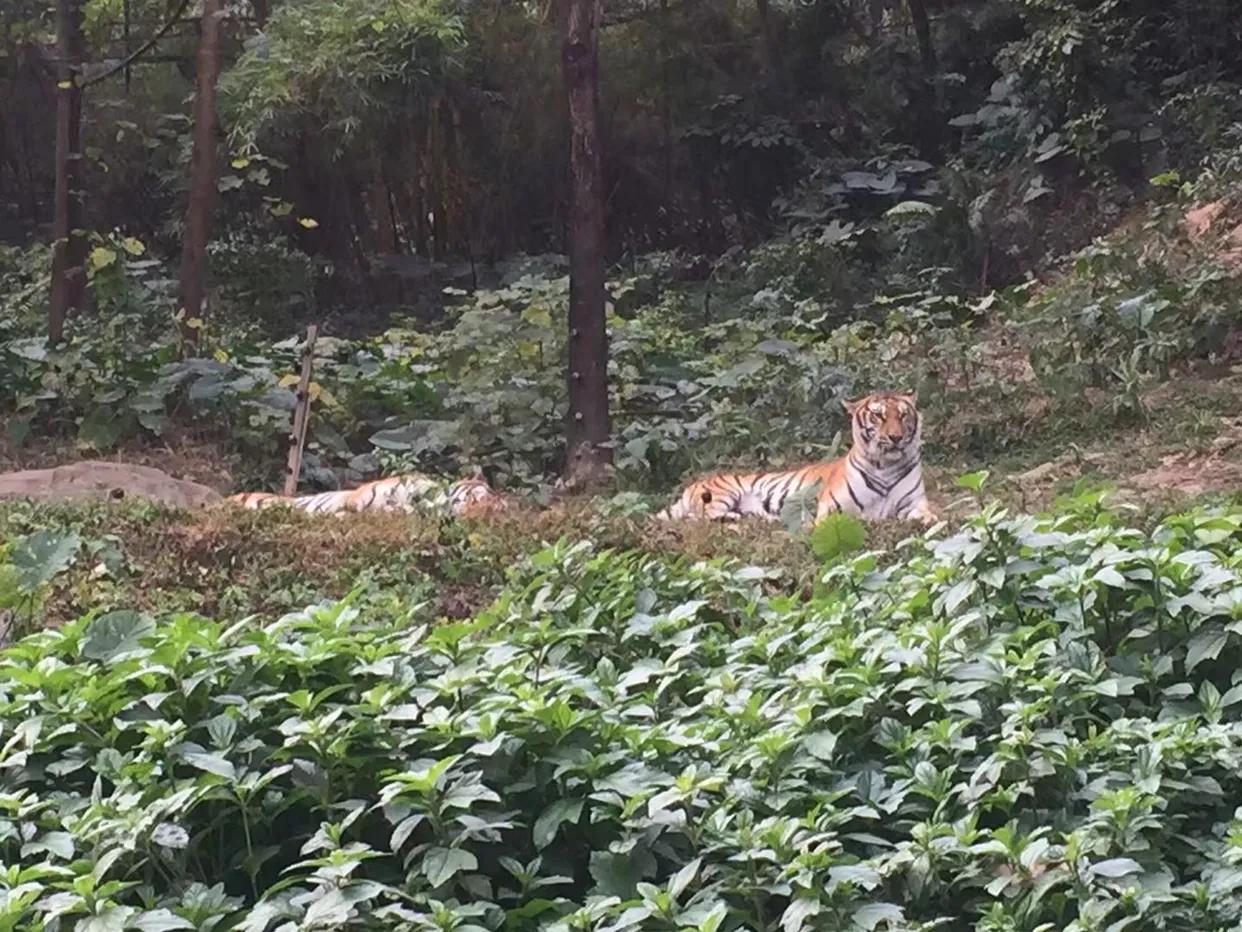 长隆野生动物世界到珠海海洋王国,去长隆野生动物世界需要注意什么