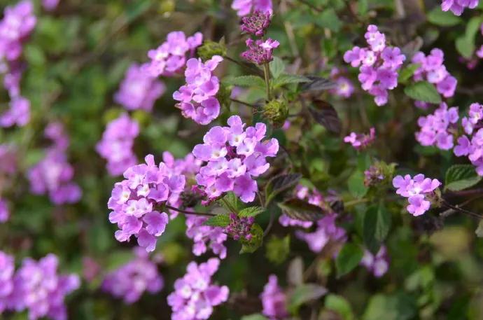 蓝紫色花系植物,蓝紫色系花境植物