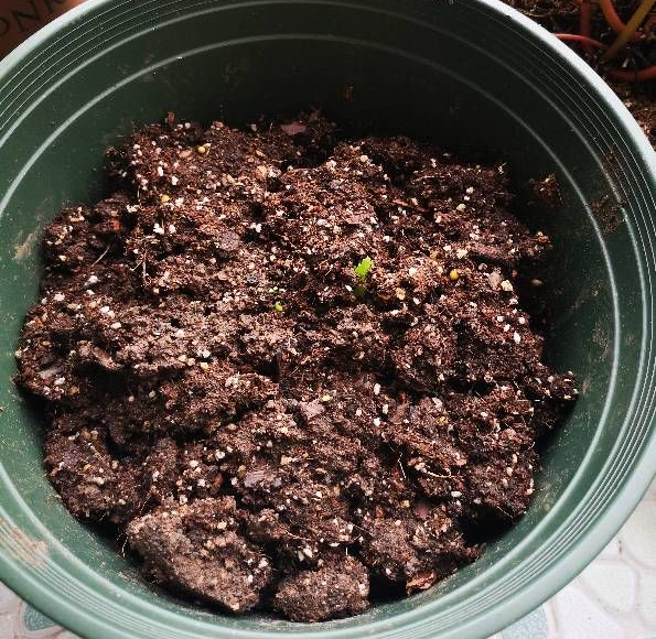 大丽花盆栽的正确方法,大丽花盆栽怎么养护