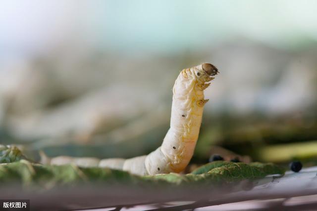 蚕病防治技术100问,蚕的防治方案