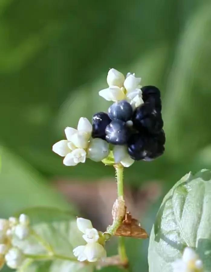 80后90后农村儿时零食野果,在海南儿时吃的野果还记得几种