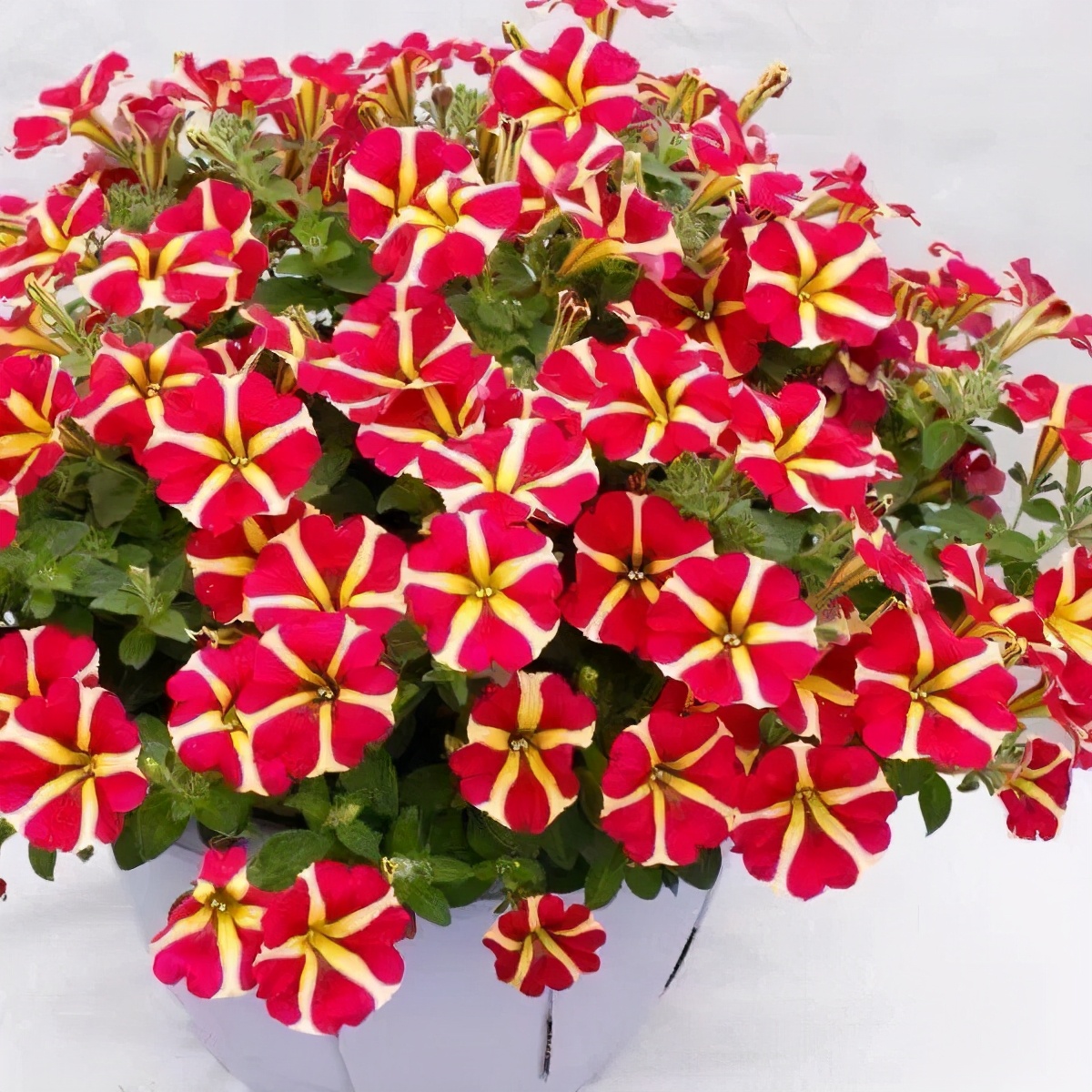 6种花开花时间,六种短命花