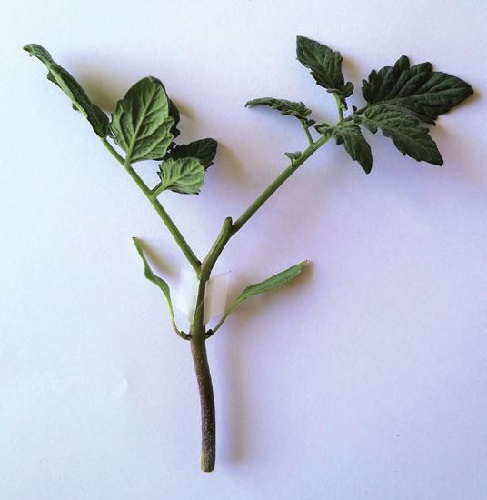 番茄嫁接最新技术,番茄嫁接育苗常用方法