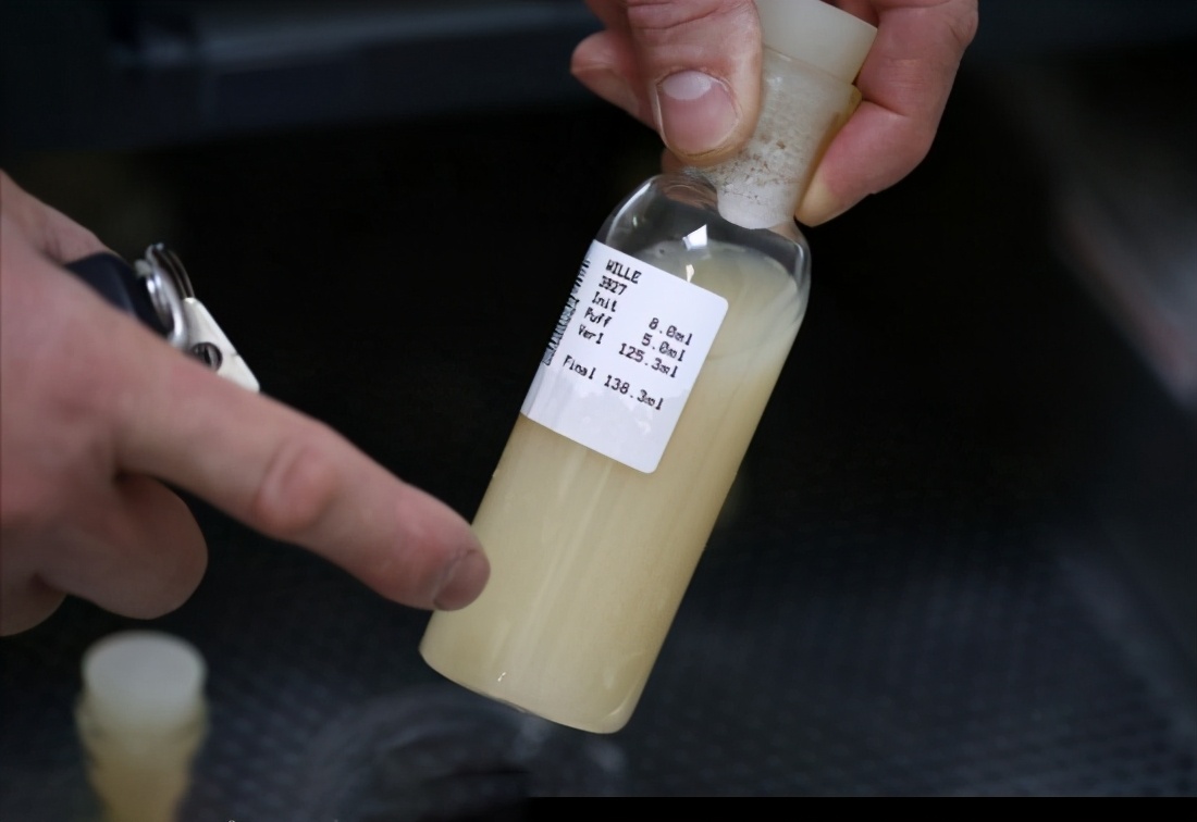 牛的交配与繁殖，奇怪的知识又增加了