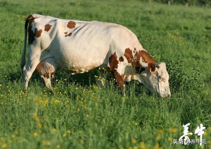 奶牛乳房内出血的原因通常是未知的