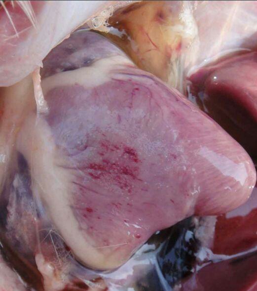 鸭病防治视频大全,鸭禽霍乱的最佳防治方法