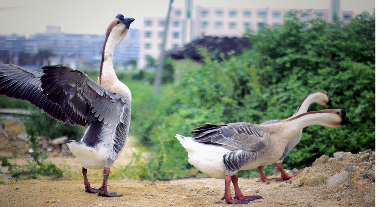 蛇为什么怕鹅主要原因是什么,蛇为什么畏惧大白鹅