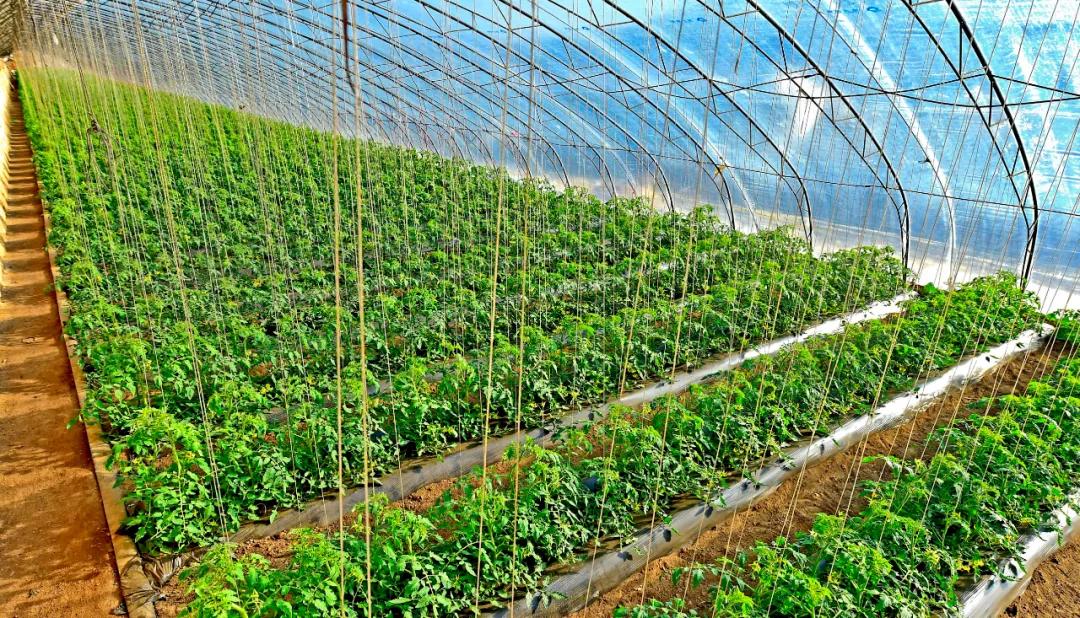 本溪农产品种植方法,本溪市明山区2024年赚钱项目