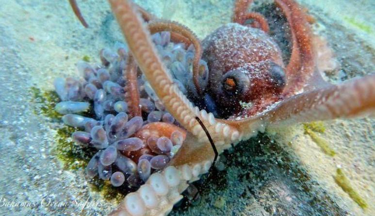 太平洋巨型章鱼为什么产卵后死去 (章鱼产卵后的死亡无法避免吗)