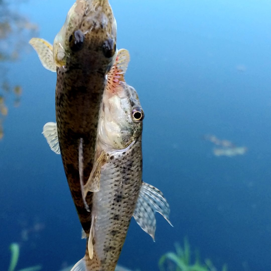 野钓小鱼太多怎么避开小鱼钓大鱼,野钓钓小鱼的技巧和方法
