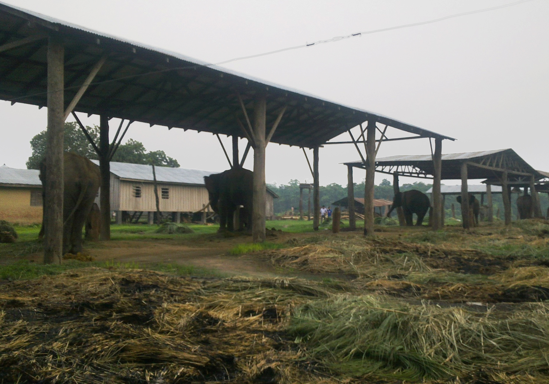 大象足球大赛,大象足球赛
