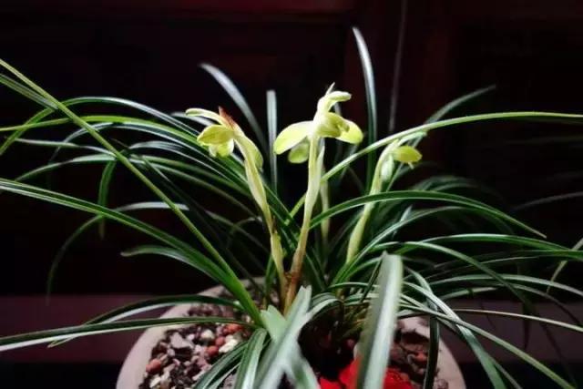 兰花生病长虫怎么办？养兰必知的病虫害和防治方法