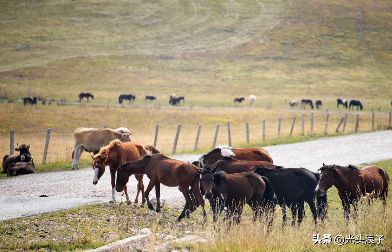 世界自然遗产地喀拉峻大草原,来新疆感受大自然的喀拉峻大草原