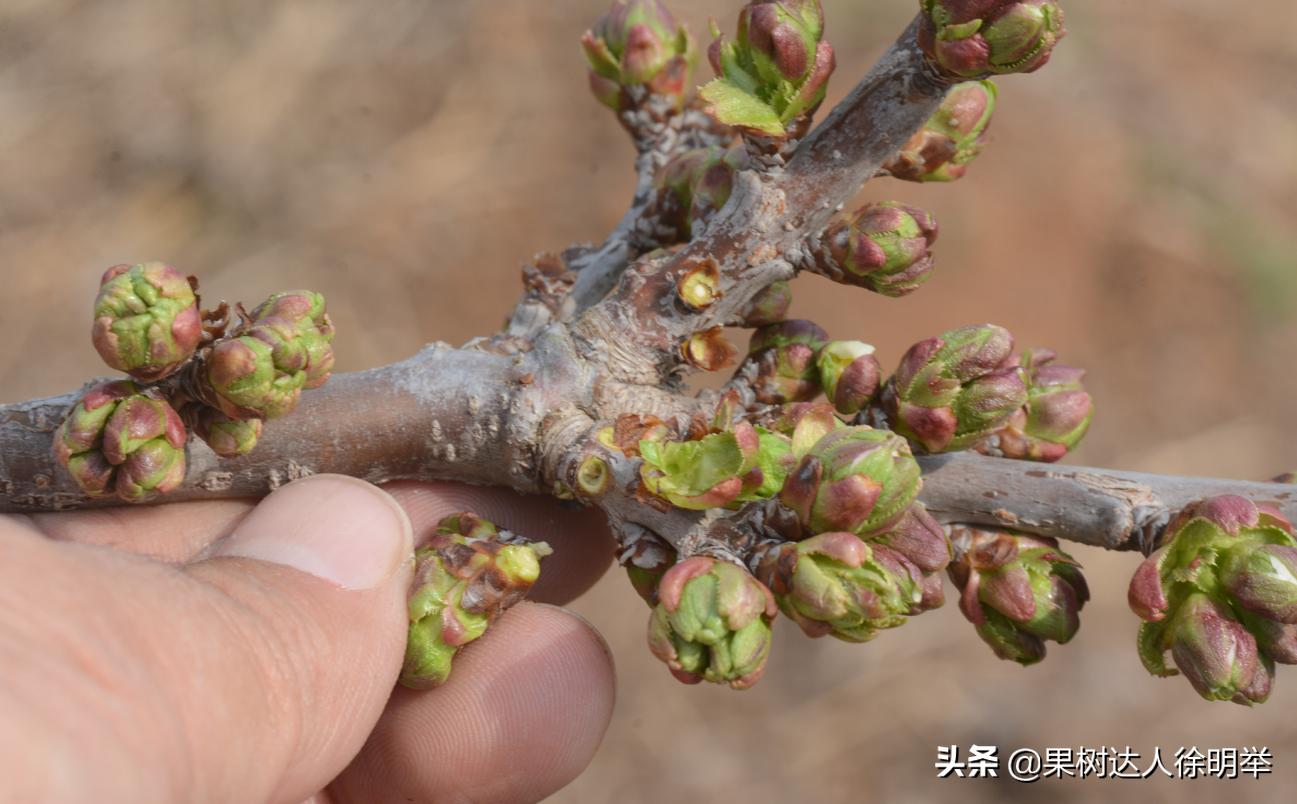 大樱桃全年管理主要防治病虫害,大樱桃开春管理