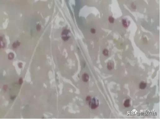 母猪胎衣怎么看病情,如何通过猪胎衣判断疾病