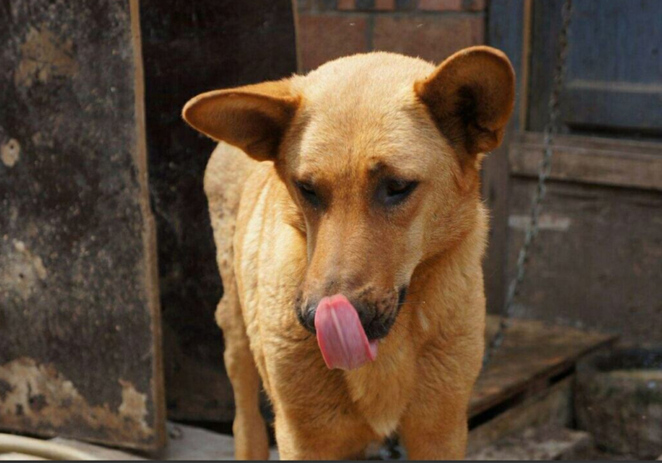 土狗绝对是最忠诚的狗,土狗的警惕性有多强