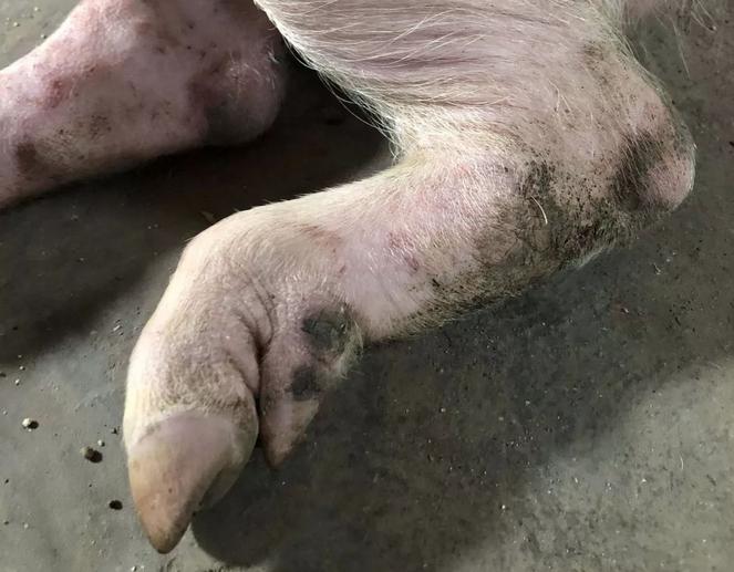 猪口蹄疫病是怎样的症状,猪口蹄疫开始的症状是怎样的