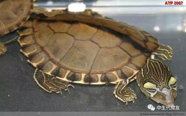 正宗的地图龟,史上最差的地图龟