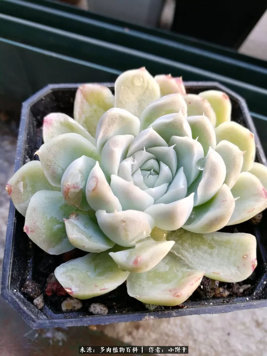 无肉不欢的肉瘾少女，日日沉迷于美色无法自拔！